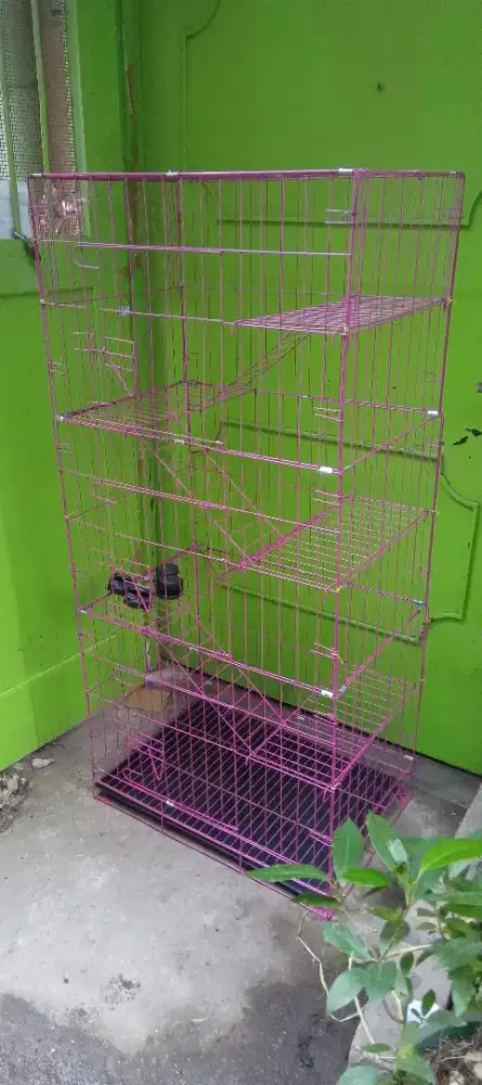 Kandang kucing-musang