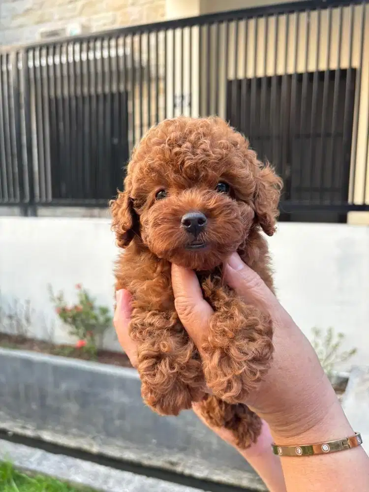 Red Tiny Poodle Female Stambum