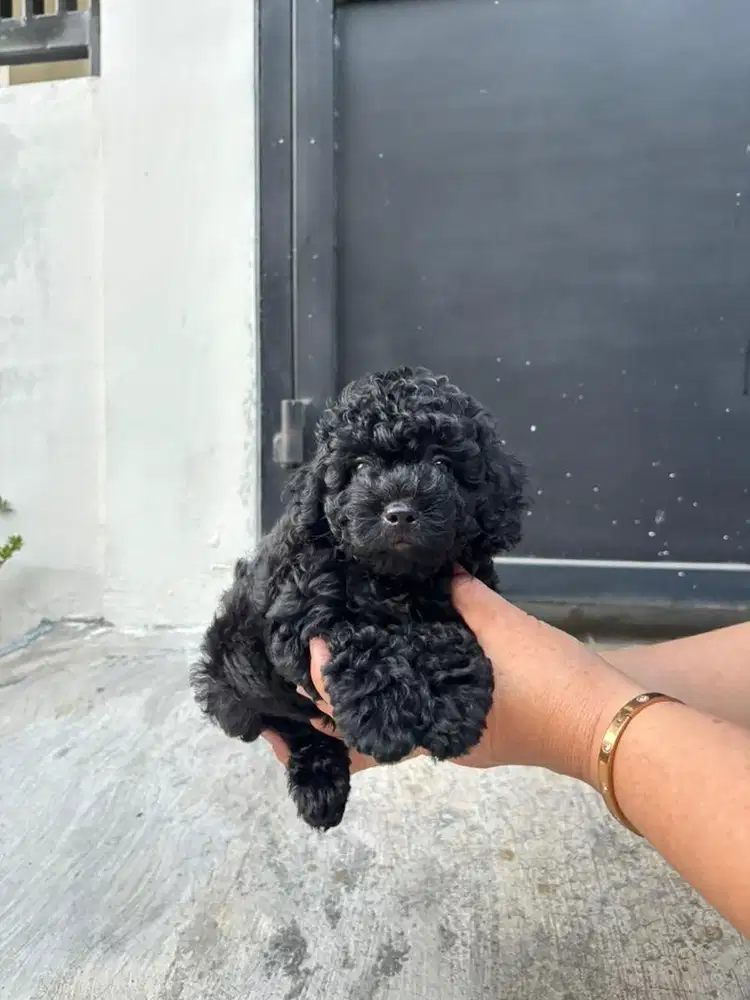 Black Poodle Stambum