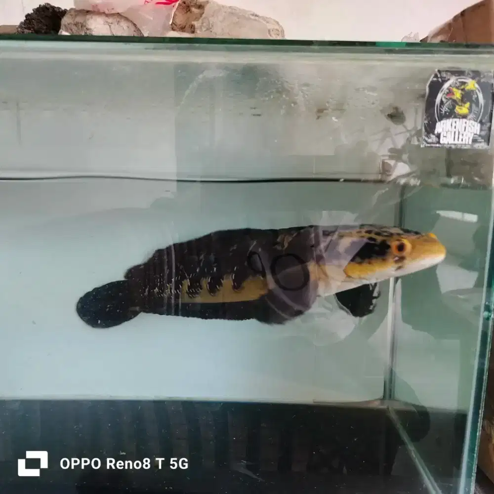Jual ikan Channa ys