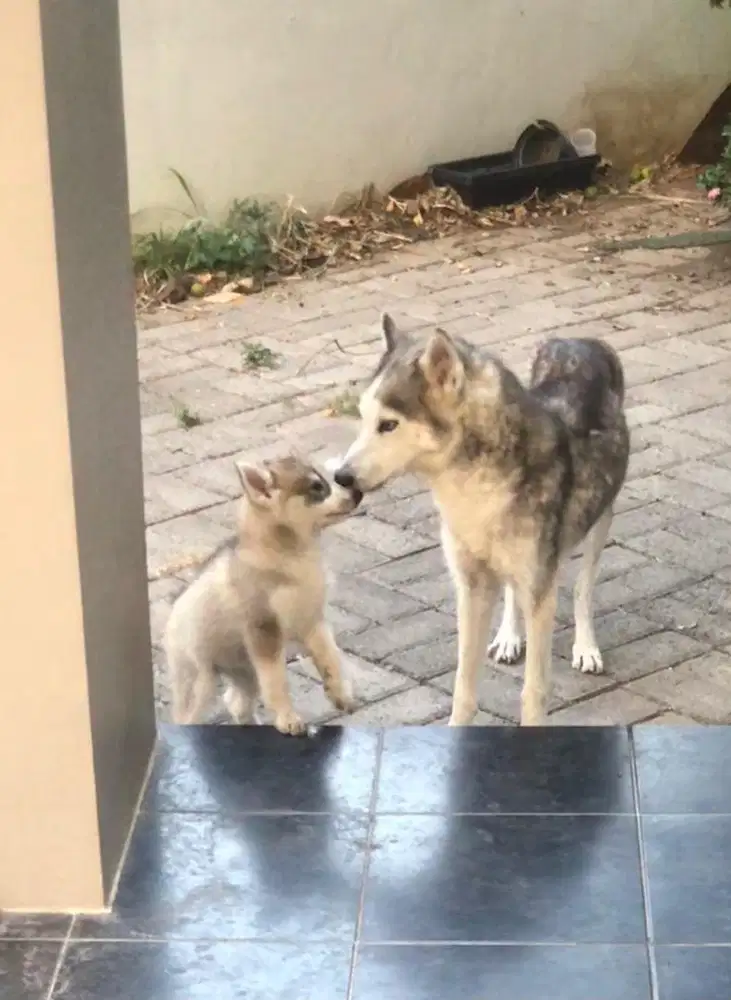 Husky huski borongan induk dan anak nett murah