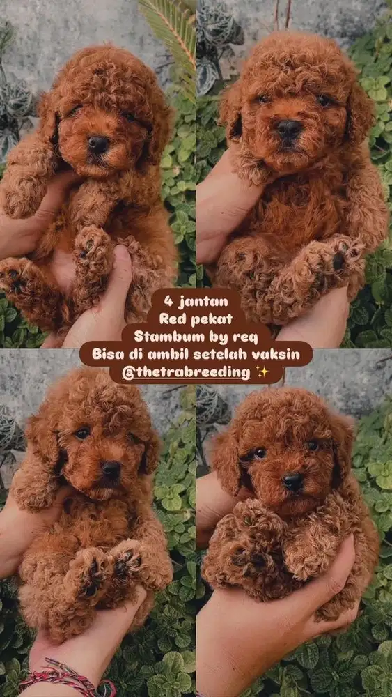 Puppy poodle red pekat