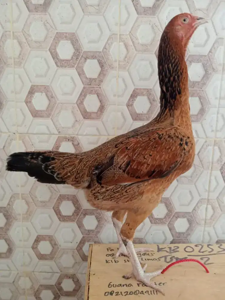 Ayam Betina Bangkok ori