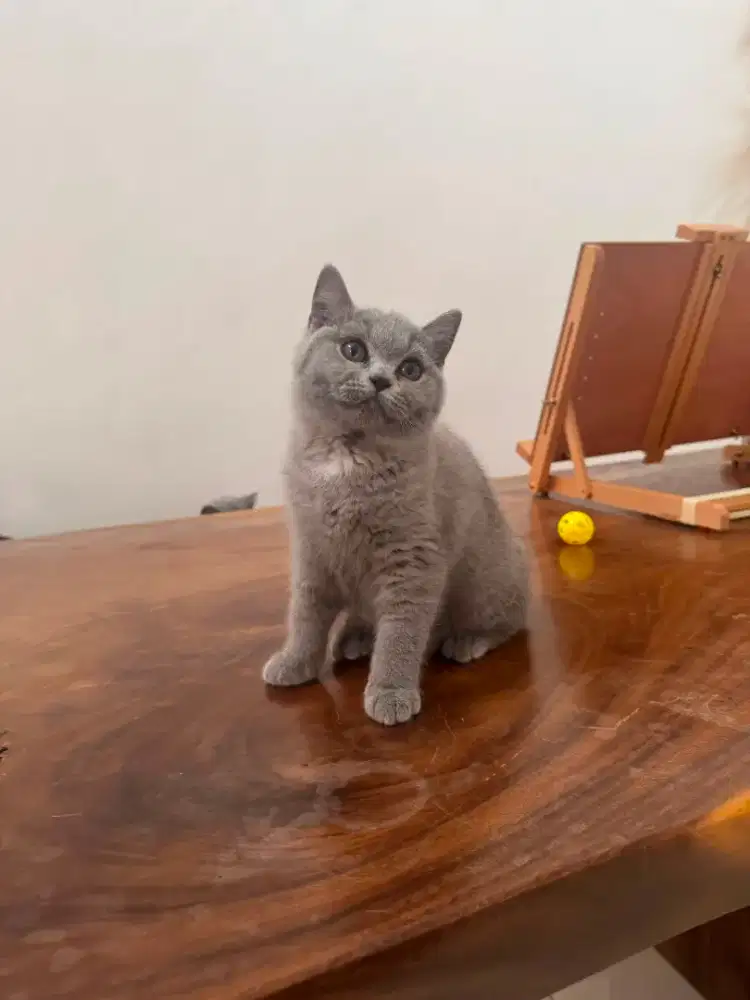 British Shorthair