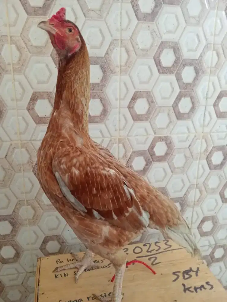 Ayam betina Mangon bangkok