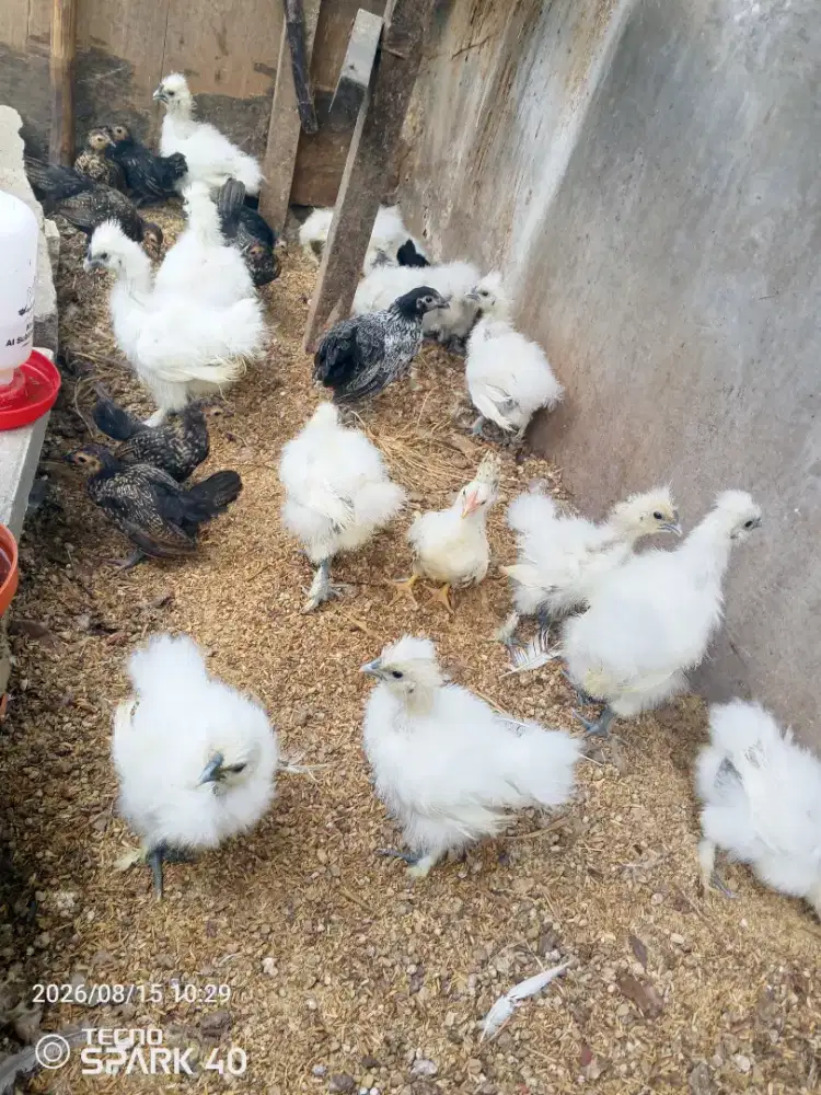 Ayam kapas anakan dua bulan