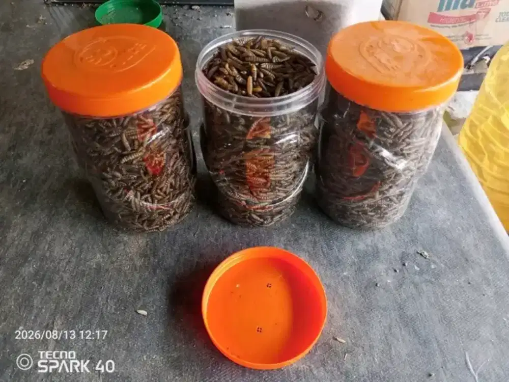 Maggot kering camilan your pet