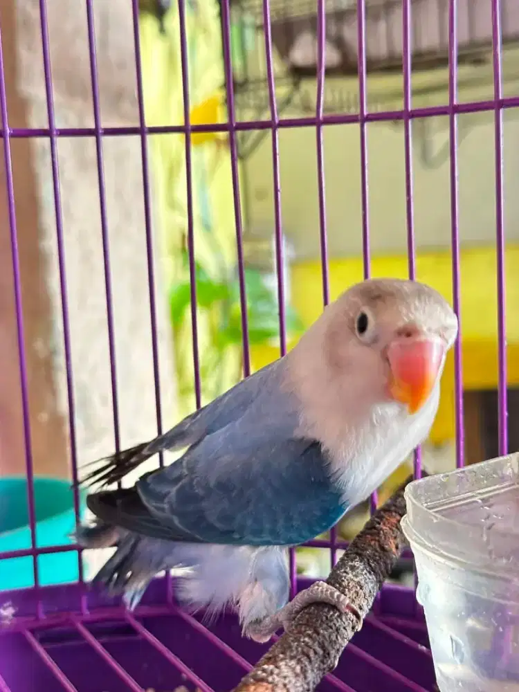Burung kensri , lb ,jabo