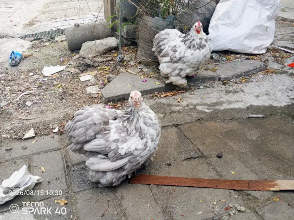 Ayam kate jerman/ bantam chocin betina muda