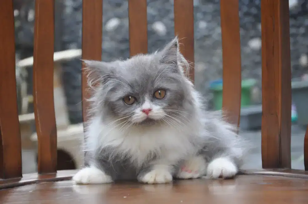 BLH munchkin blue bico jantan.