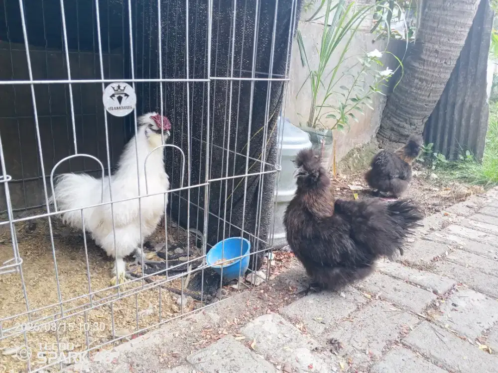 Ayam bulu kucing josjis