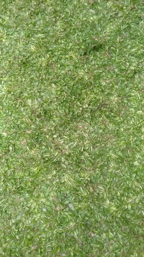 Jual rumput hias varigata