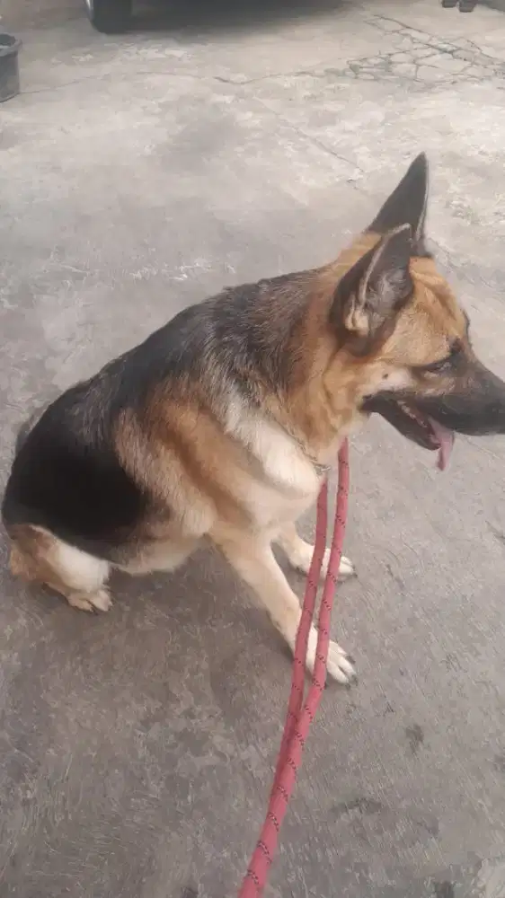 Anjing German Shepherd ( Anjing herder)