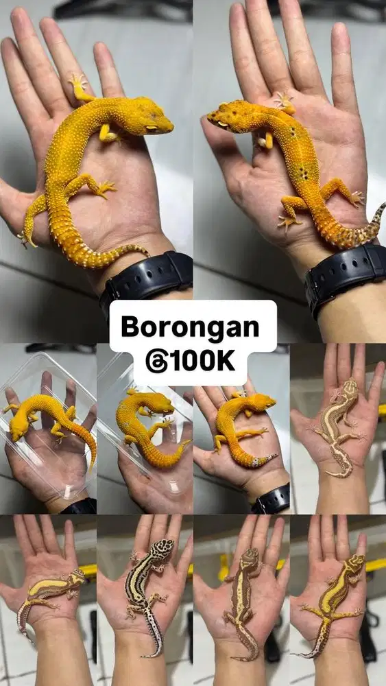 GECKO BORONGAN DEWASA 10 EKOR