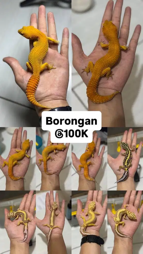 GECKO BORONGAN DEWASA 10 EKOR
