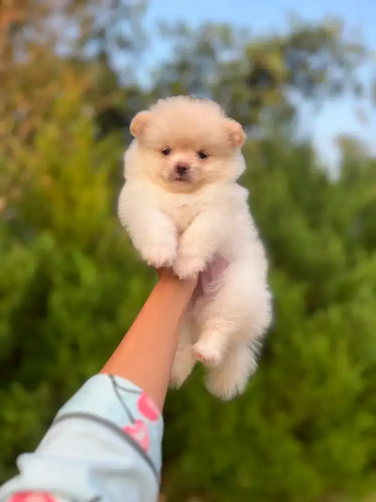 Superminipom Jantan Kosongan