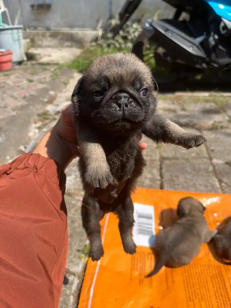 open booking Pug