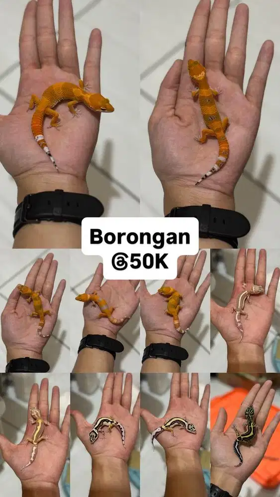GECKO BORONGAN BABY 10 EKOR