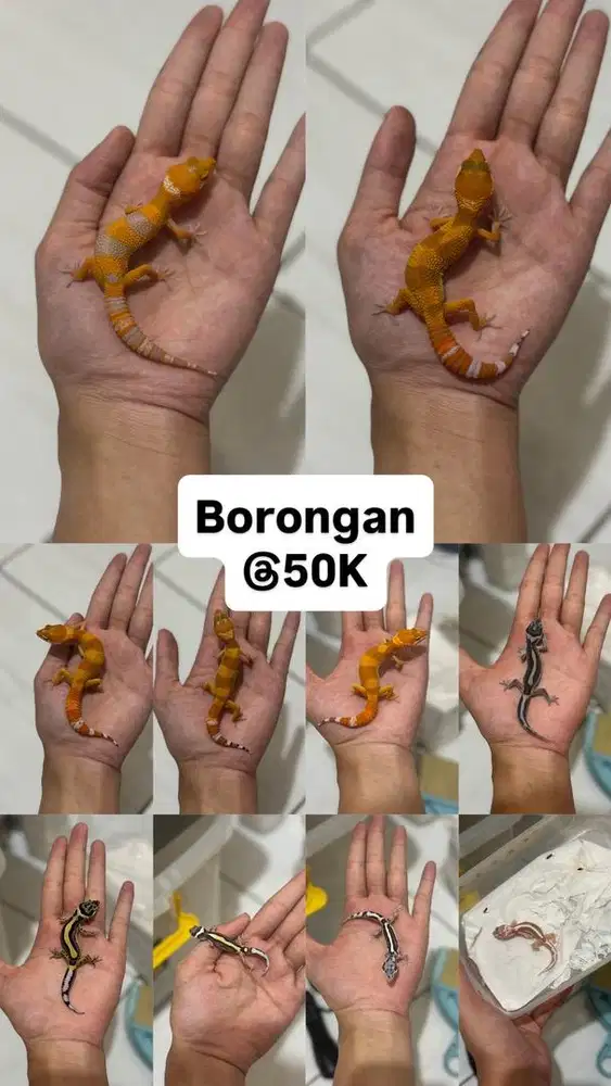 GECKO BORONGAN BABY 10 EKOR