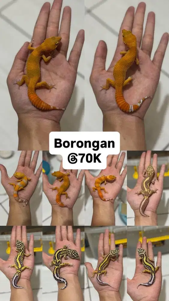 GECKO BORONGAN REMAJA 10 EKOR