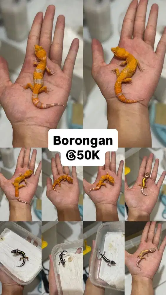 GECKO BORONGAN BABY 10 EKOR