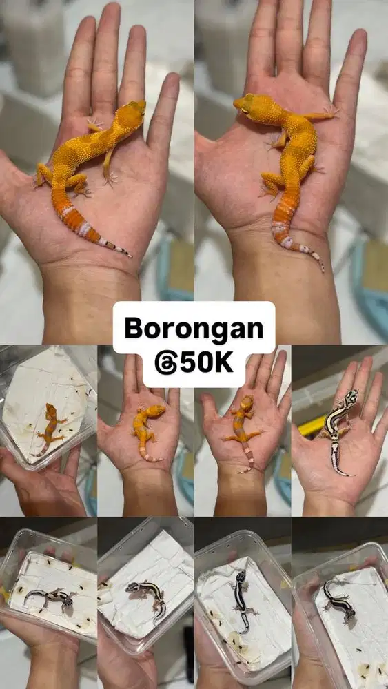 GECKO BORONGAN BABY 10 EKOR