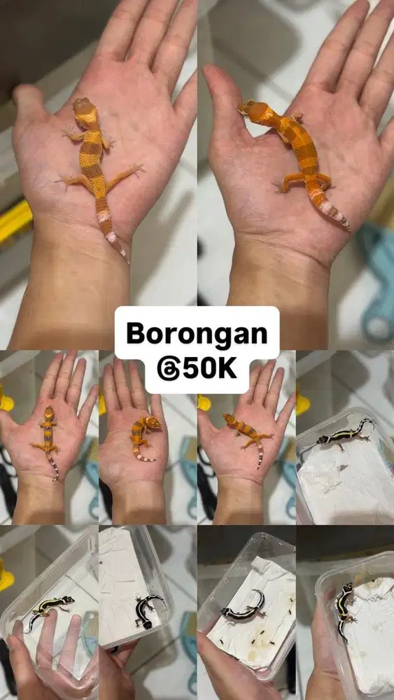 GECKO BORONGAN BABY 10 EKOR