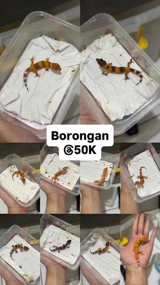 GECKO BORONGAN BABY 10 EKOR