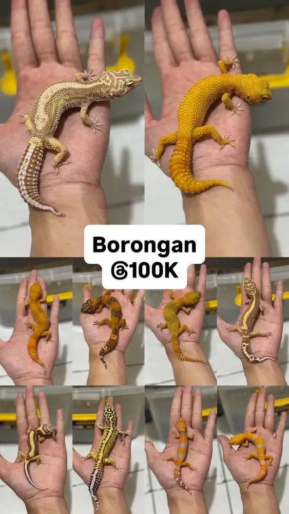 GECKO BORONGAN DEWASA 10 EKOR