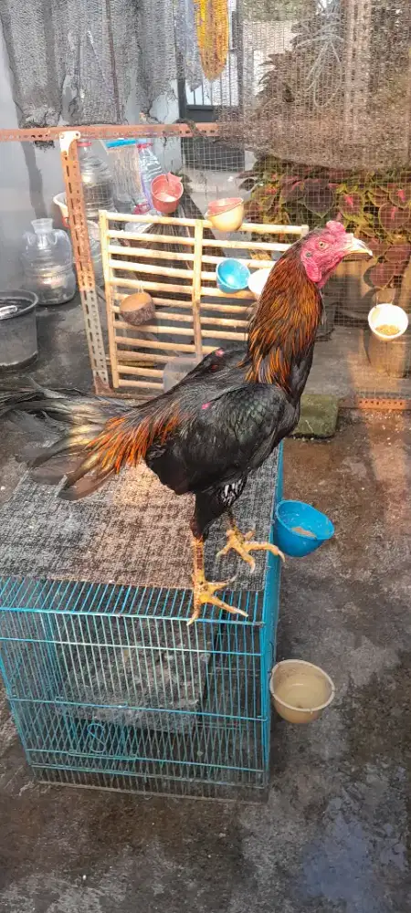 Pakoy Durian umur 7 bulan ikuran 4