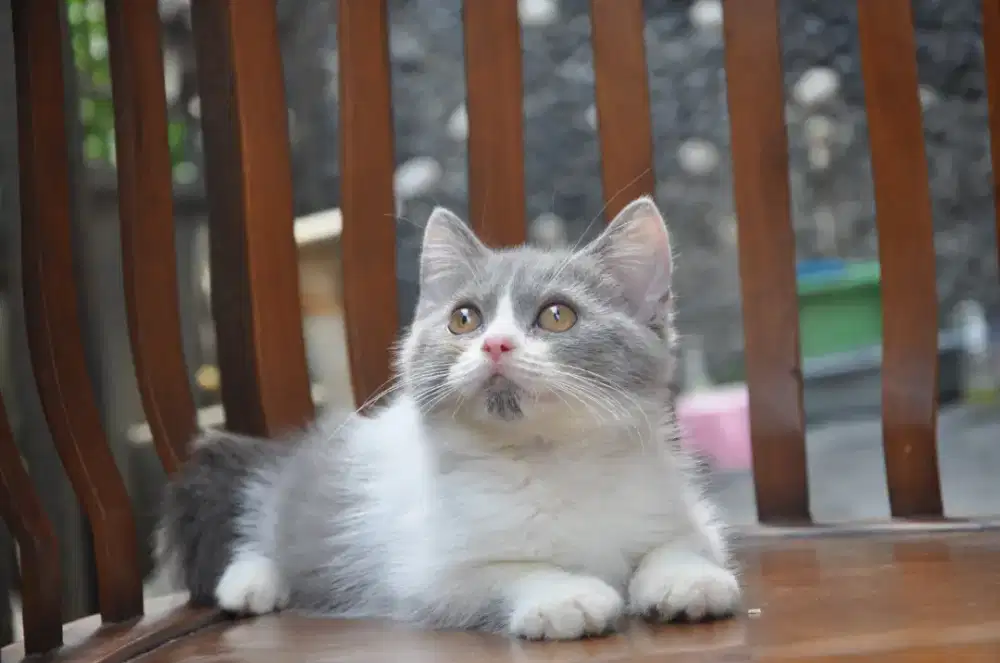 BSH blue bico jantan