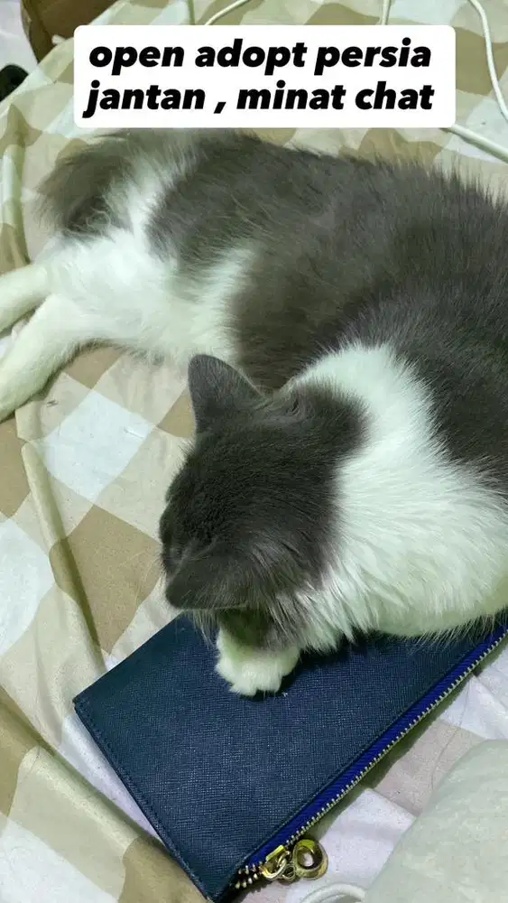 kucing persia jantan abu