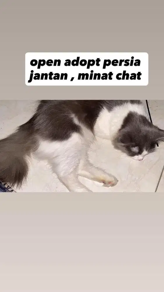 kucing persia jantan abu