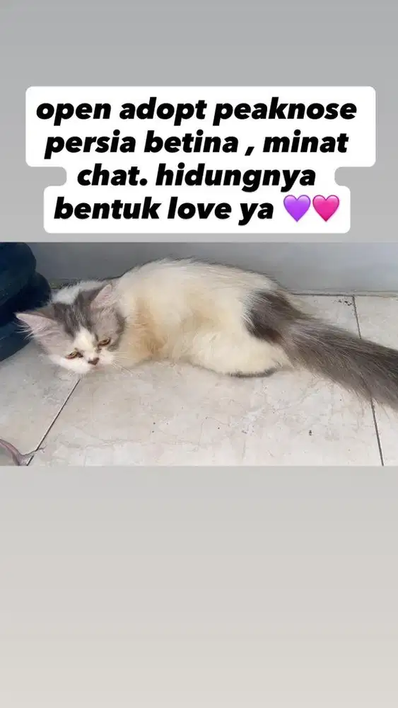 kucing persia mix peaknose betina