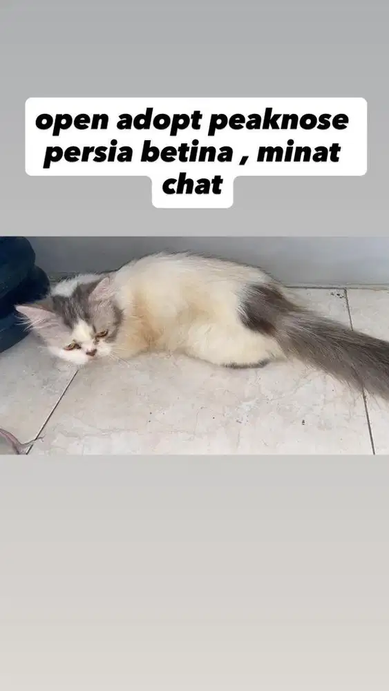 kucing persia mix peaknose betina