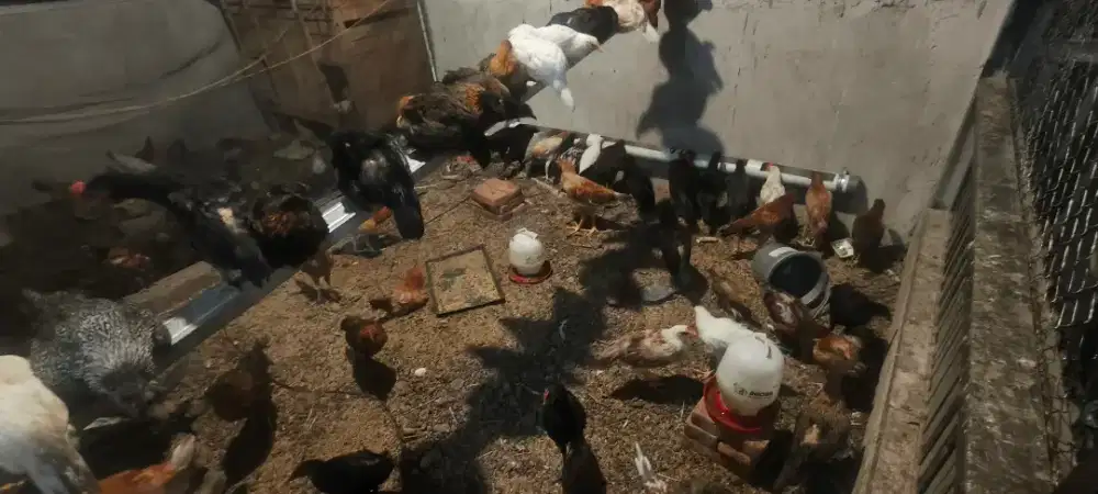 Ayam Kampung Hidup