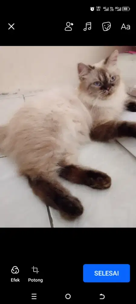 Kucing Persia Himalaya