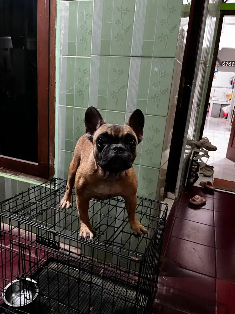 French bulldog betina