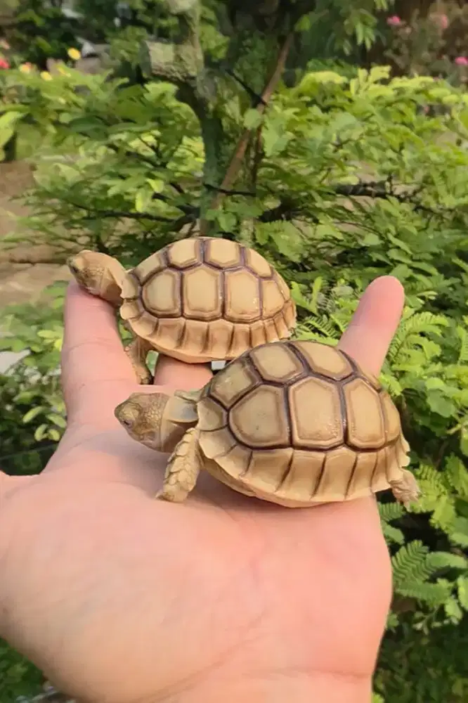 Sulcata DotLess ThinLine Ivory High Dome PILIHAN Istimewa 6 - 7 cm
