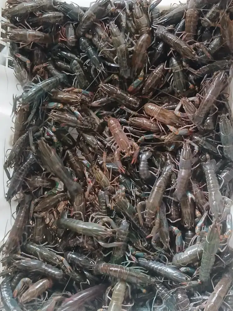 bibit lobster air tawar 3inch