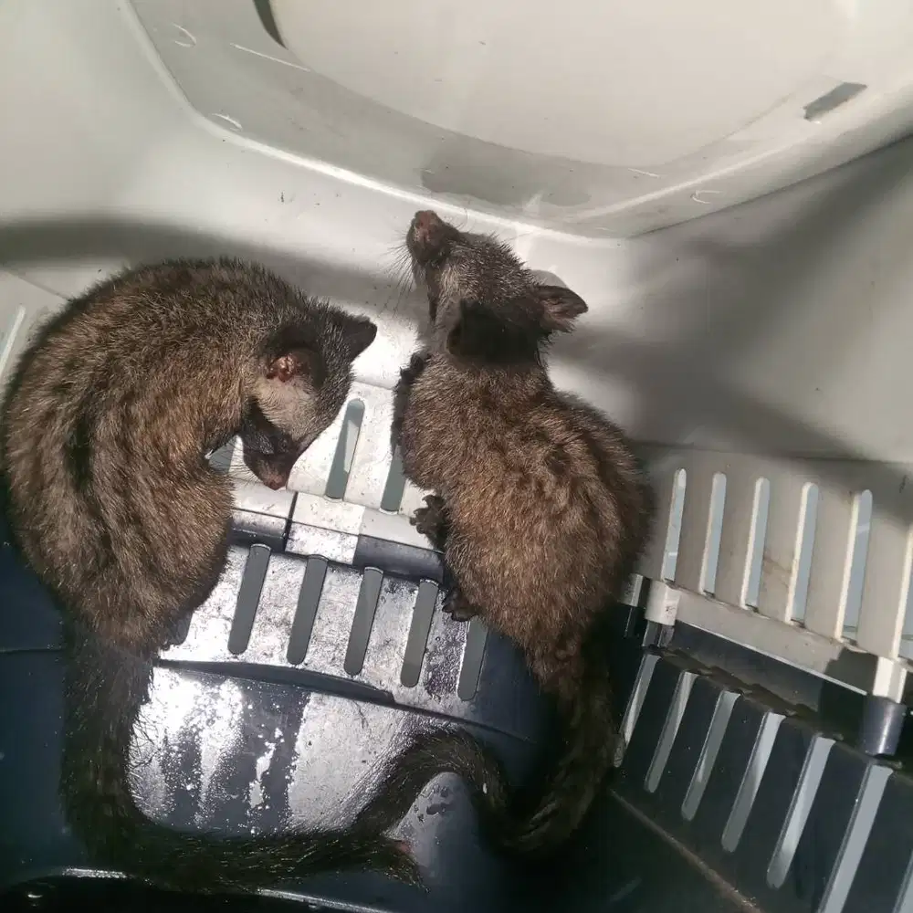 Musang anakan 2