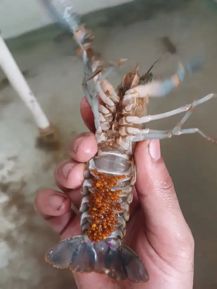 indukan lobster 5 inch per 8 ekor