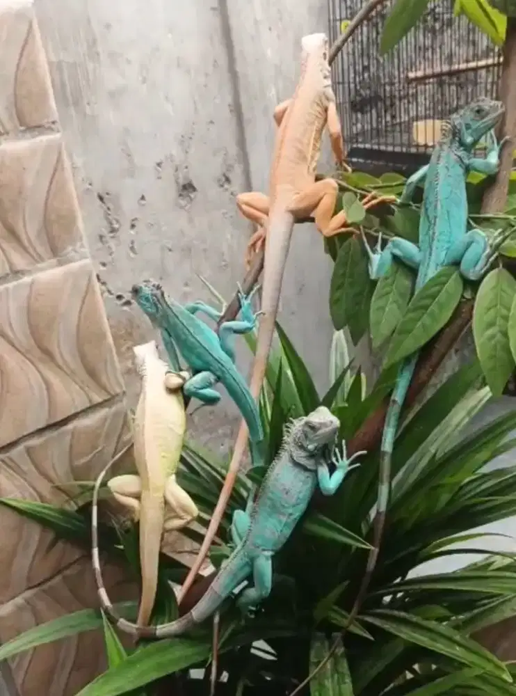 Iguana Blue Dan Albino
