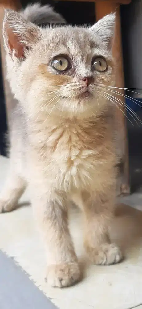 BSH BLUE GOLDEN