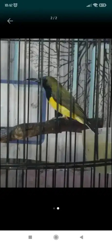 Burung Kolibri sogon rawatan