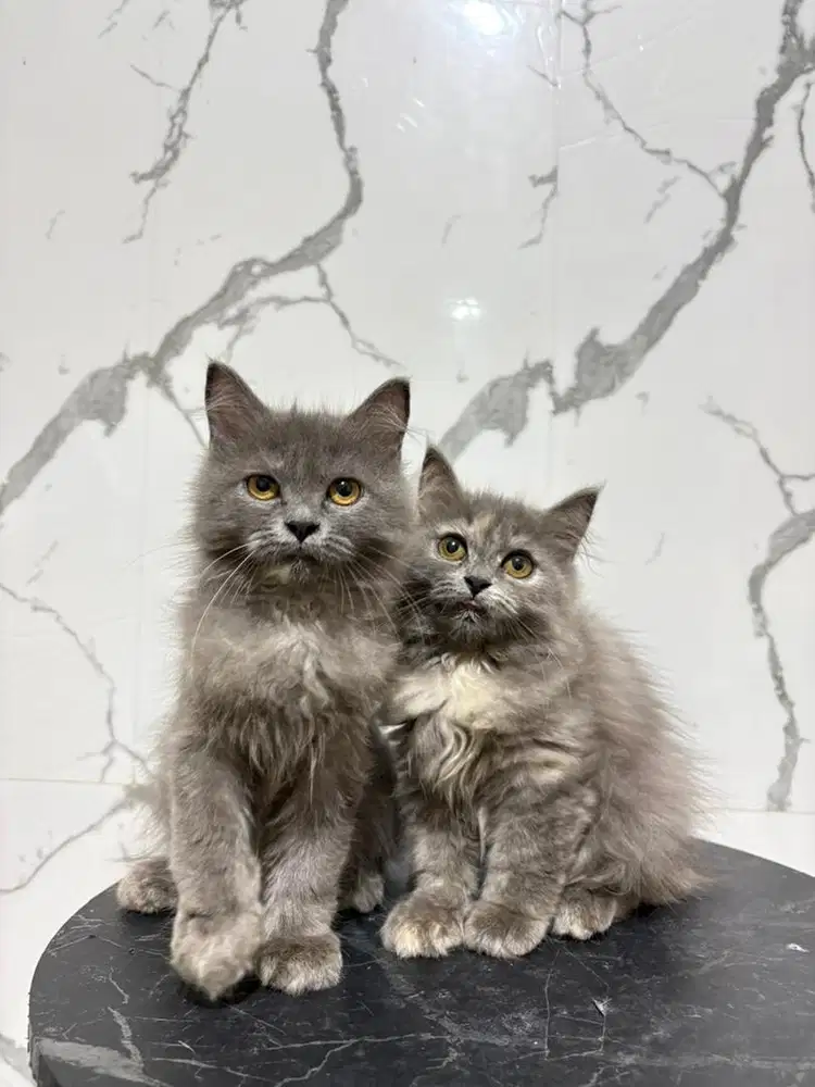 Kucing bsh x munchkin longhair