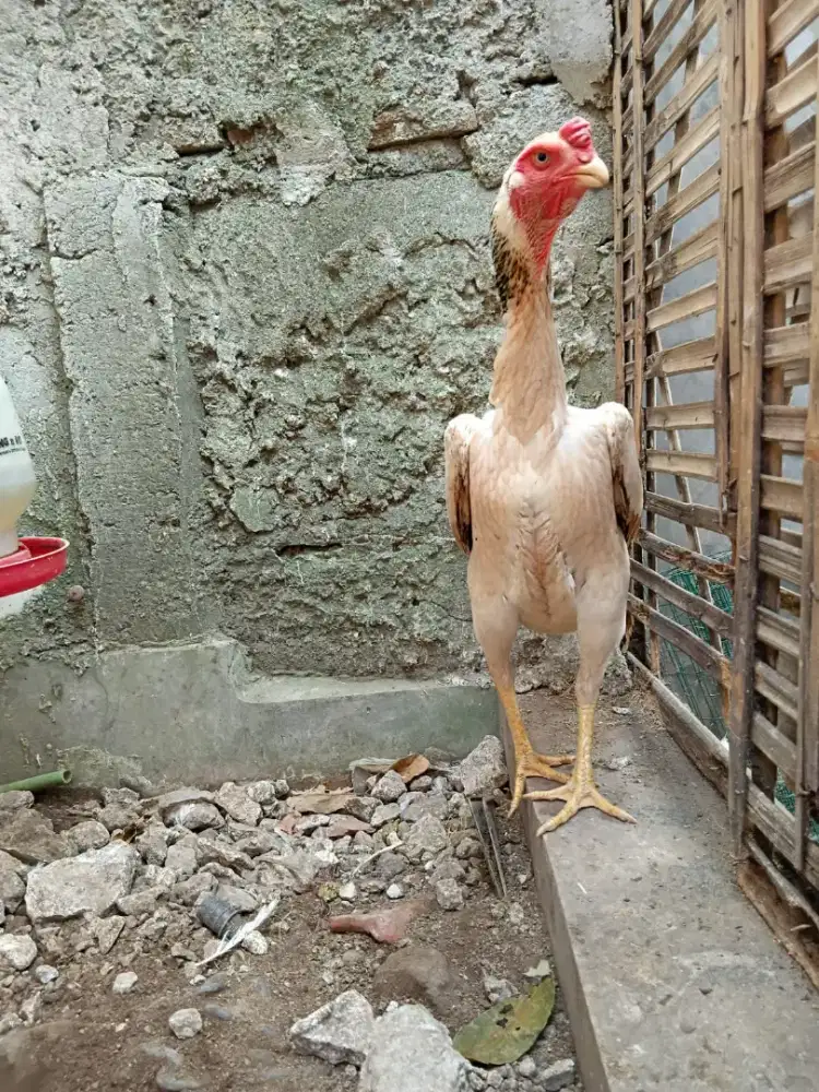 Ayam shamo eropa tri color