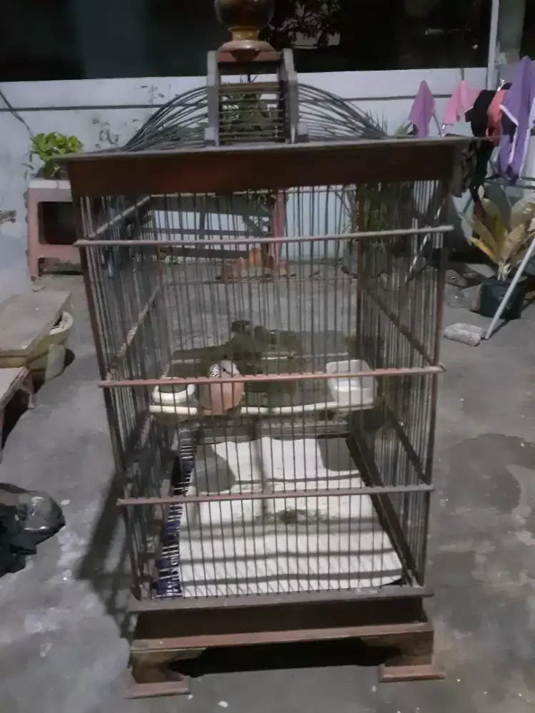 Burung tekukur kuk 2