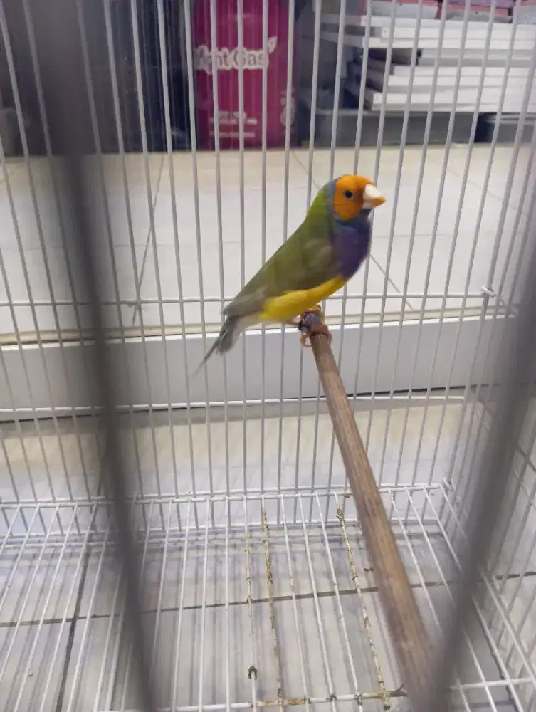 Burung GA Gould Amadin
