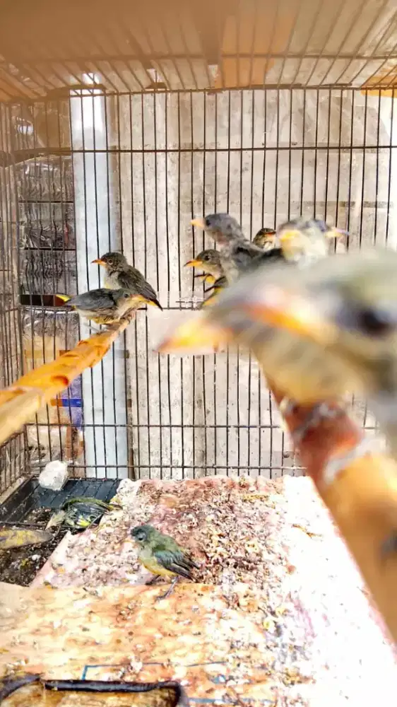 Burung kemade api